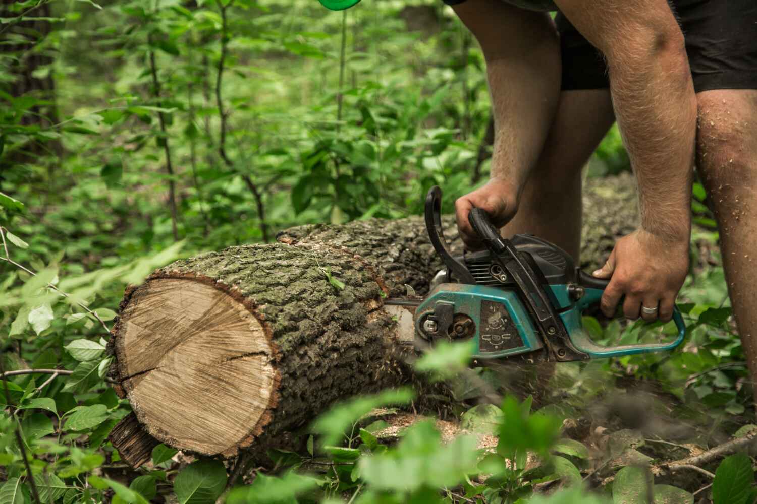 Best Best Tree Removal Services  in Topton, PA